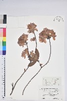 登錄號:S152328藏品圖，第1張