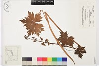 登錄號:S152334藏品圖，第1張