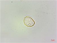 樓梯草藏品圖，第2張