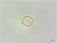 樓梯草藏品圖，第3張