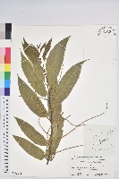 茅栗、日本栗藏品圖，第1張