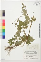 登錄號:S152393藏品圖，第1張