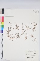 小葉大戟藏品圖，第1張