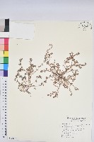 田代氏大戟藏品圖，第1張