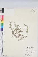 匐根大戟藏品圖，第1張