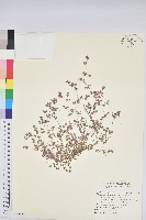 小葉大戟藏品圖，第1張