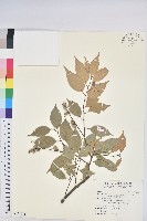 長尾尖葉櫧藏品圖，第1張