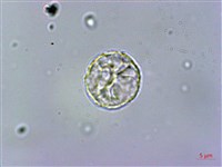 赤車使者藏品圖，第1張