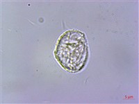 赤車使者藏品圖，第3張