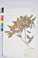 灰背櫟藏品圖，第1張