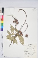 子彈石櫟藏品圖，第1張