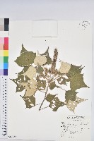 台灣白匏子藏品圖，第1張