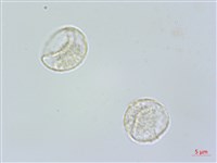 糙梗樓梯草藏品圖，第3張