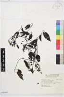 威靈仙藏品圖，第1張