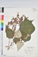 白匏子藏品圖，第1張