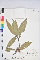 三斗石櫟藏品圖，第1張