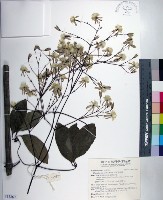 厚葉鐵線蓮藏品圖，第1張