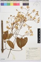 厚葉鐵線蓮藏品圖，第2張