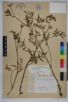 翼莖水芹菜藏品圖，第1張