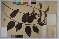 風箱樹藏品圖，第1張