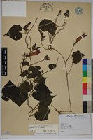 牽牛花藏品圖，第1張