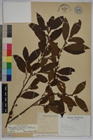 台灣山桂花藏品圖，第1張