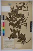 魯花樹藏品圖，第1張