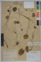 小杏菜藏品圖，第1張