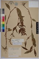 早苗蓼藏品圖，第1張