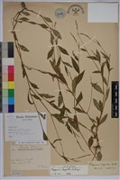 睫穗蓼藏品圖，第1張