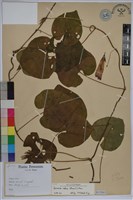 銳葉牽牛藏品圖，第1張