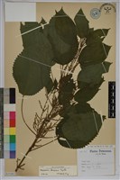 臺灣苧麻藏品圖，第1張
