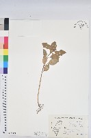 白苞猩猩草藏品圖，第1張