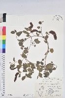 紅尾鐵莧藏品圖，第1張