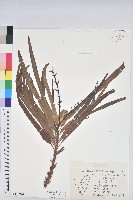 登錄號:S152940藏品圖，第1張