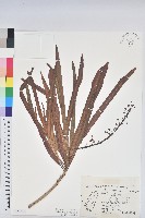 登錄號:S152941藏品圖，第1張