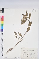 登錄號:S152992藏品圖，第1張