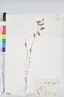 乳仔草藏品圖，第1張