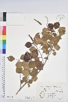 烏臼藏品圖，第1張