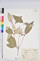 裡白巴豆藏品圖，第1張