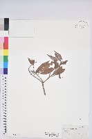 登錄號:S153124藏品圖，第1張