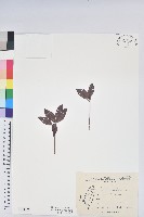 馬銀花藏品圖，第1張