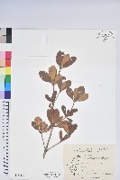 黃花著生杜鵑藏品圖，第1張