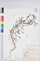 銳葉小還魂藏品圖，第1張