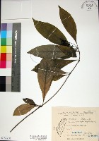 薄葉玉心花藏品圖，第1張