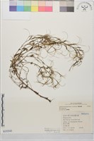 闊柱柳葉菜藏品圖，第1張
