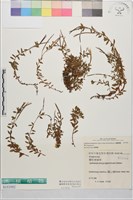 合歡柳葉菜藏品圖，第1張