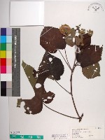 黃槿藏品圖，第1張