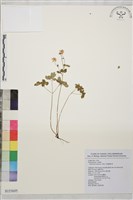 南湖唐松草藏品圖，第1張