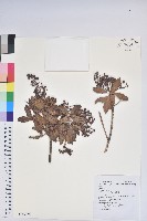 臺灣馬醉木藏品圖，第1張